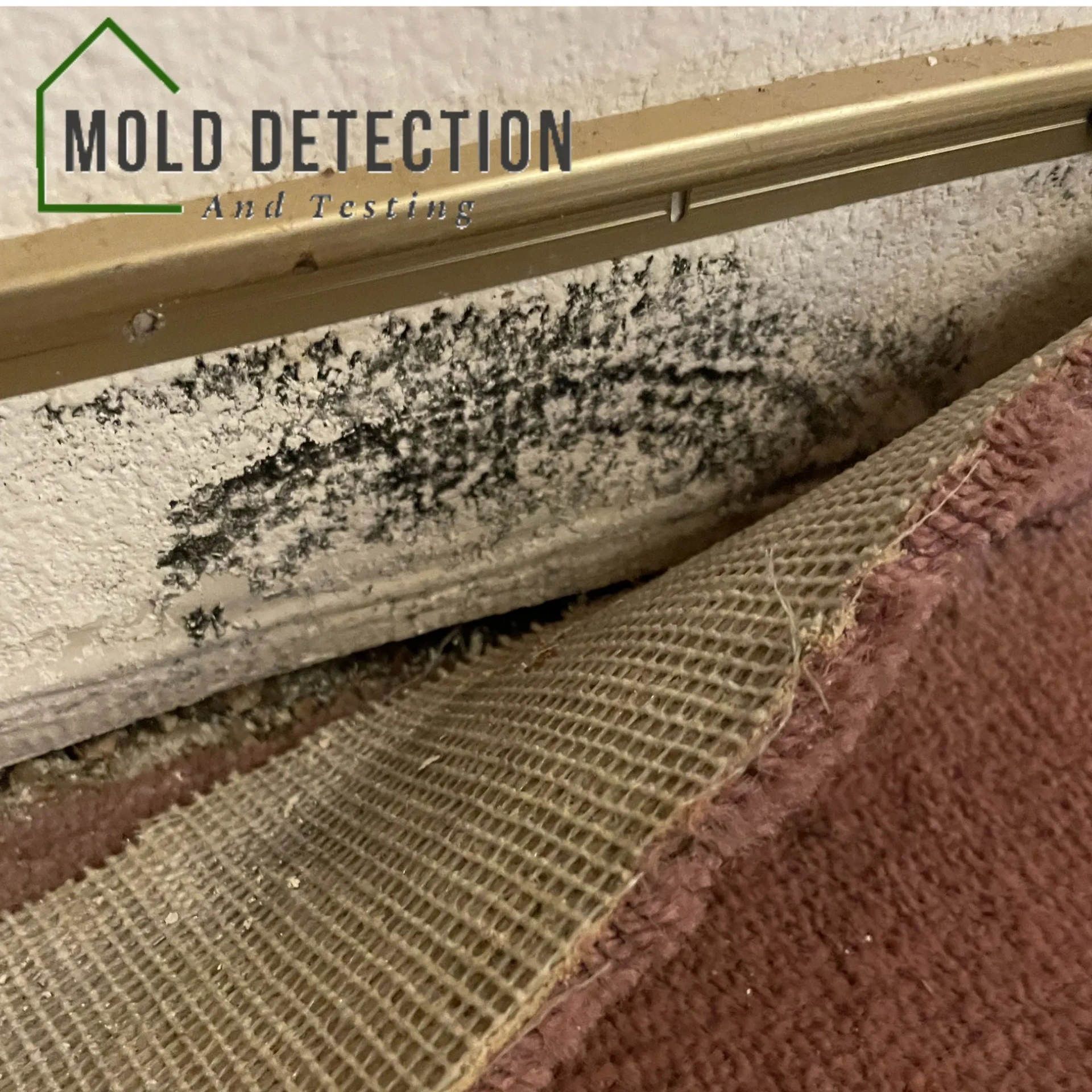 Mold Detection And Testing Fontana CA