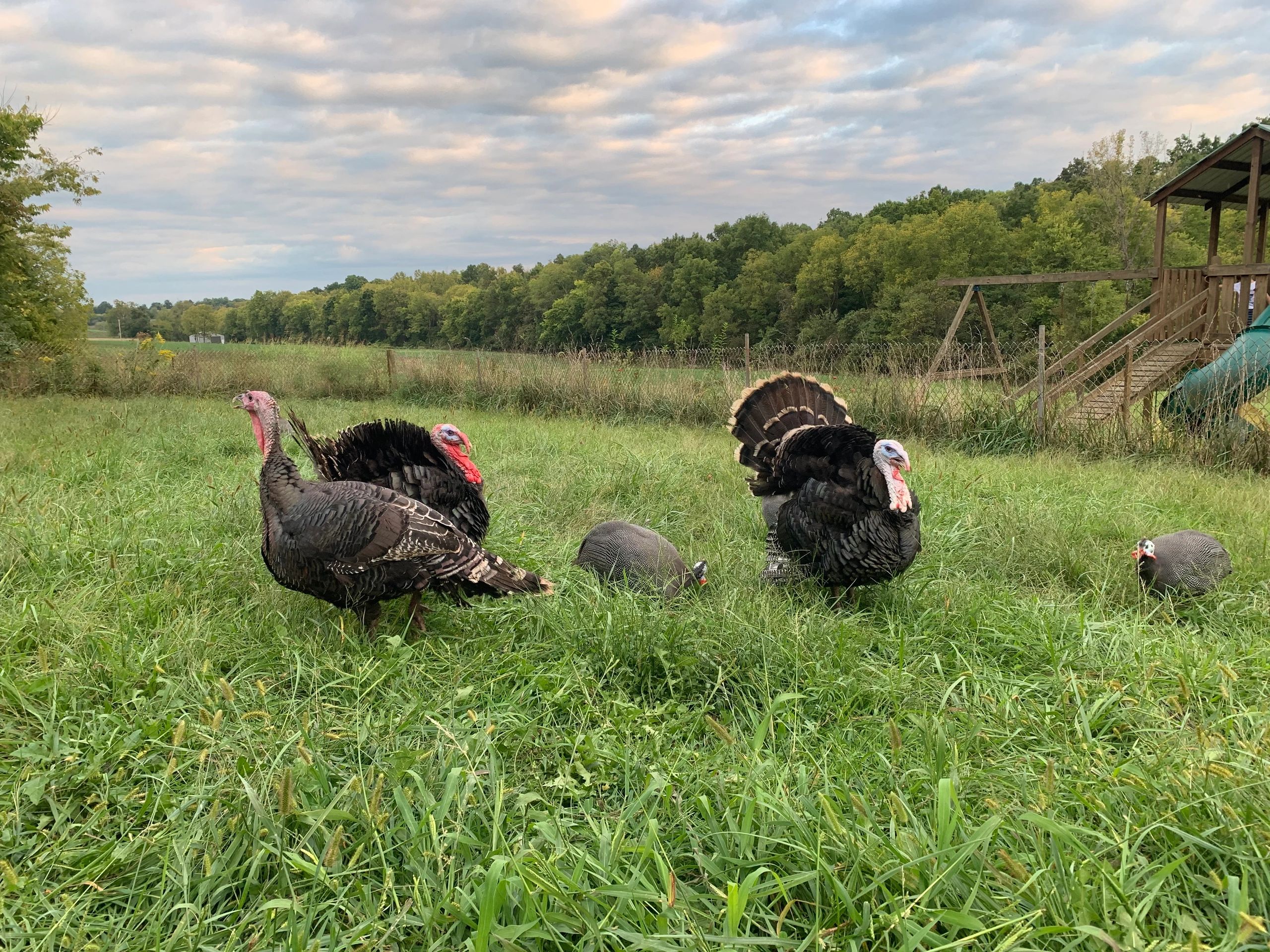 Smithshire Farm