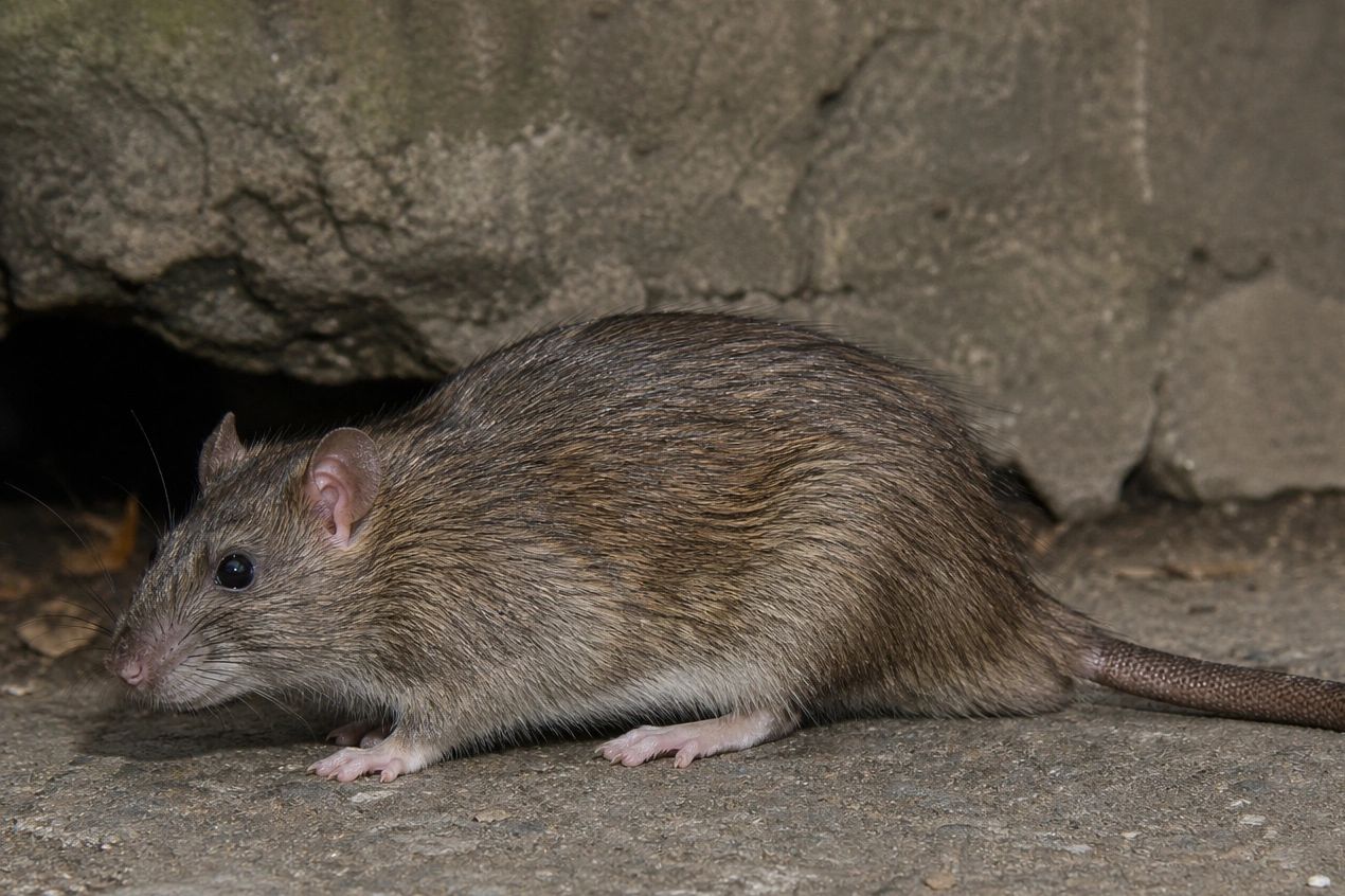 A brown rat on a concrete surface near a stone wall.
