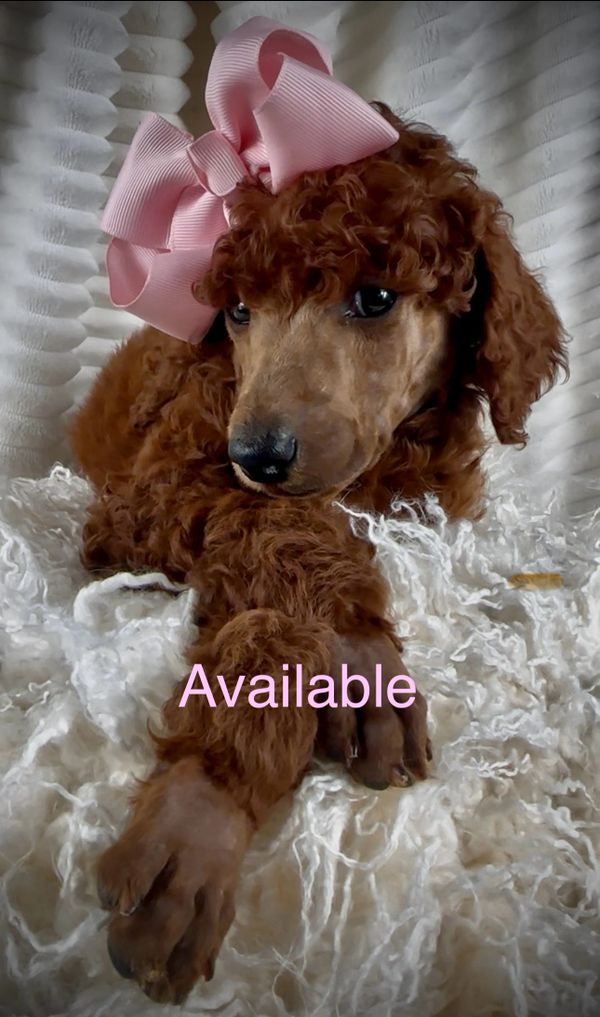 pois square poodle onepiece pois ポワsquare poodle onepiece