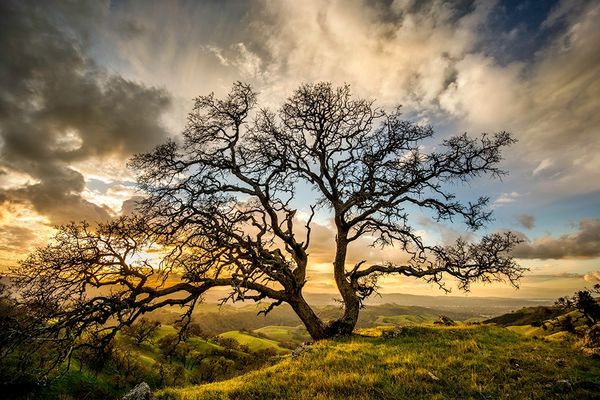 U-Tree above Burma Road on Mount Diablo, 