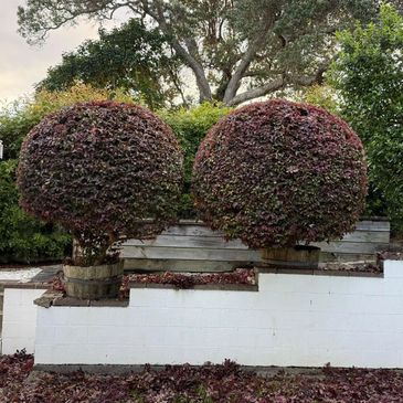 Two perfectly round, burgundy-leaved shrubs in wooden barrels on a white brick patio.