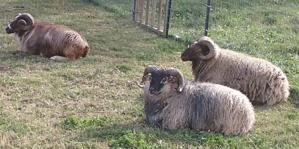 Icelandic Sheep Wool Roving – Taiga Farm & Vineyards