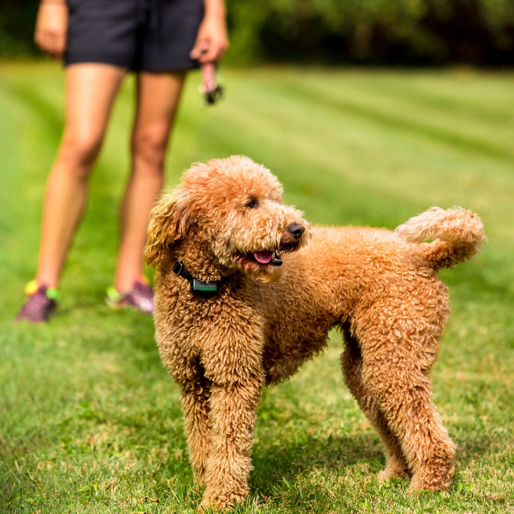 All American Dog Fence customer support.