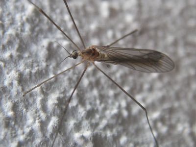 Cranefly: Tipulidae