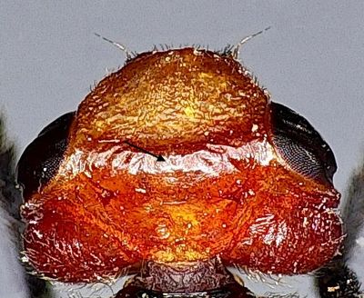 Head in dorsal view of Bromophila caffra
