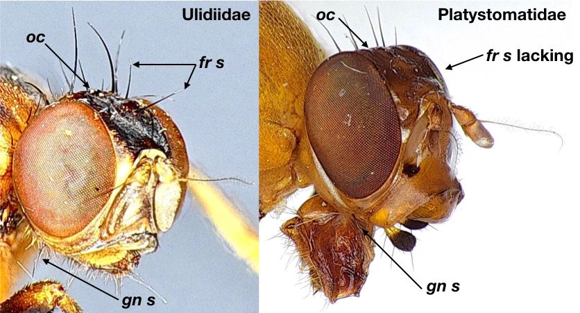 Differentiating Platystomatidae from Ulidiidae: fronto-orbital setae