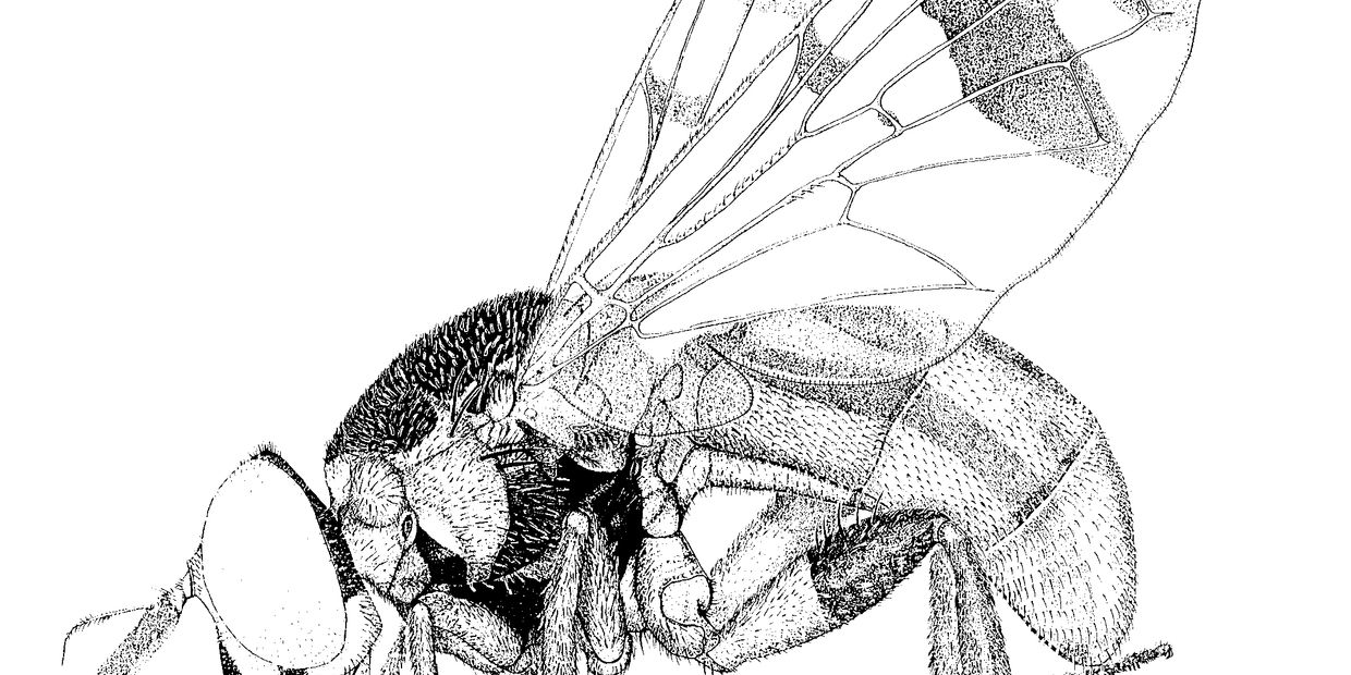 Graptomyza spinifera Whittington, 1994 