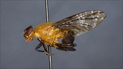 Peltacanthina (Platystomatidae)