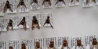 Pinned flies for identification