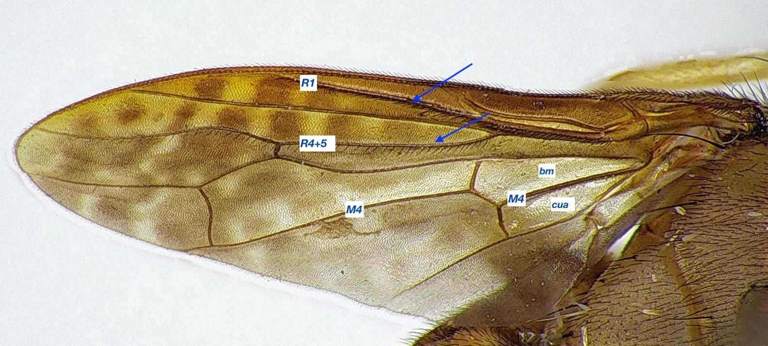 Setulae on wing veins of Platystomatidae