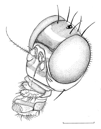 Signal fly: Scolastes vicarius (Platystomatidae)