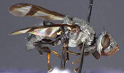 Sphenoprosopa fascipennis (Macquart, 1846) (Platystomatidae)