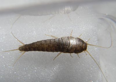 Order: Zygentoma (silverfish, ca. 554 species) 