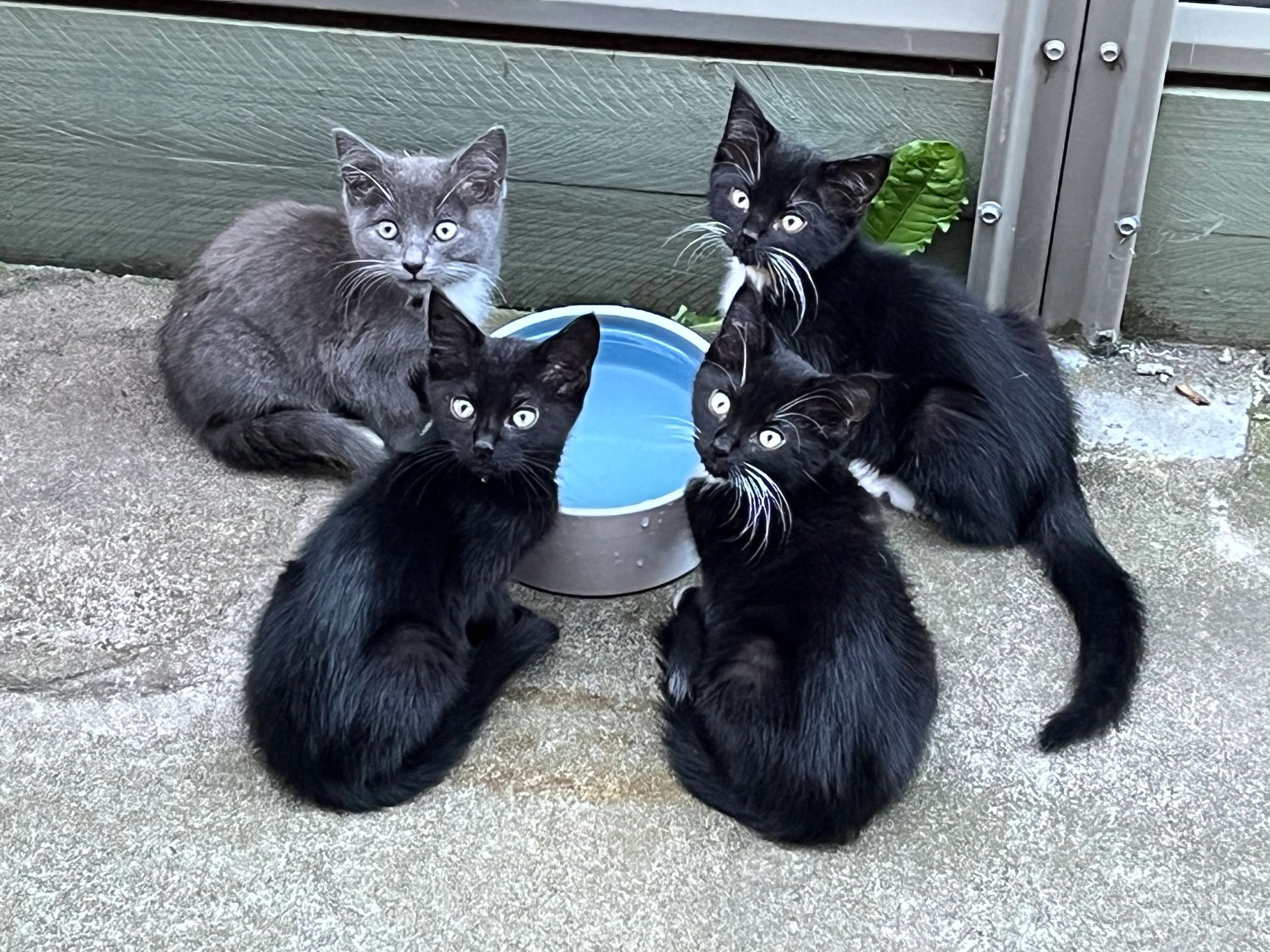 Five Furry Friends Incorporated logo