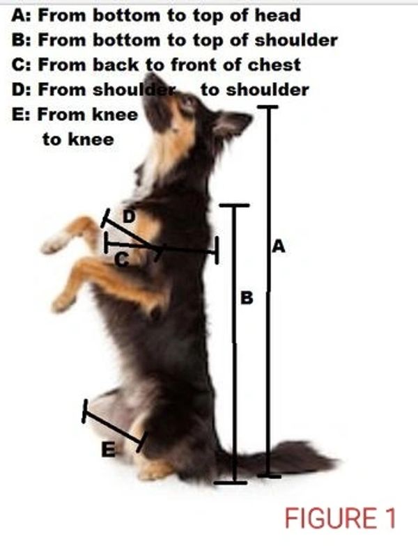 Chunk's Chairs Bailey Chair, Dog High Chair