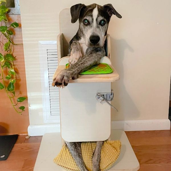 Chunk's Chairs Bailey Chair, Dog High Chair