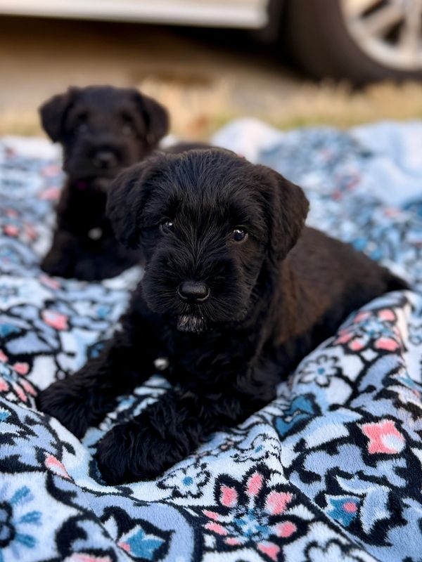 Two black puppies resting on a colorful patterned blanket outdoors.