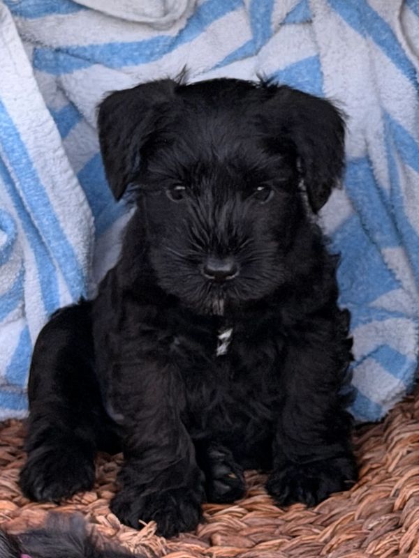 Adorable black puppy sitting on a woven mat with a blue and white blanket background.