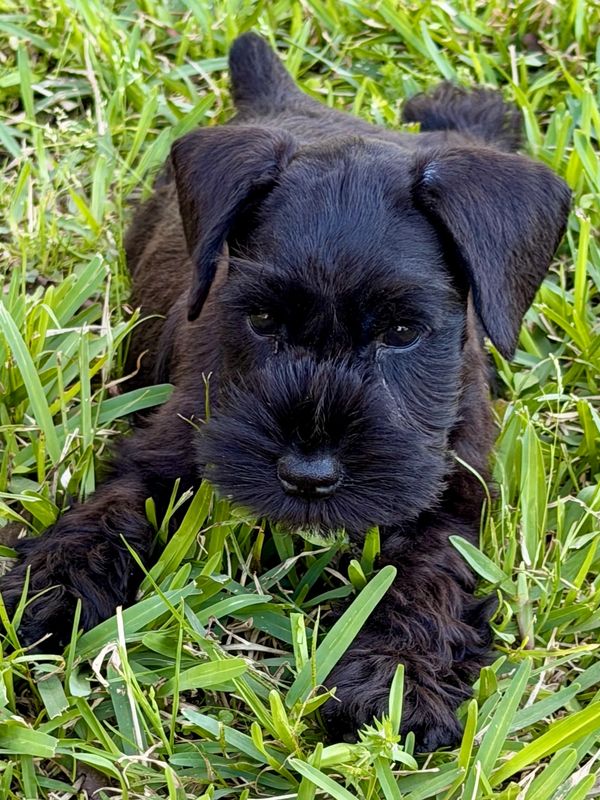 A fluffy black puppy lying in green grass.