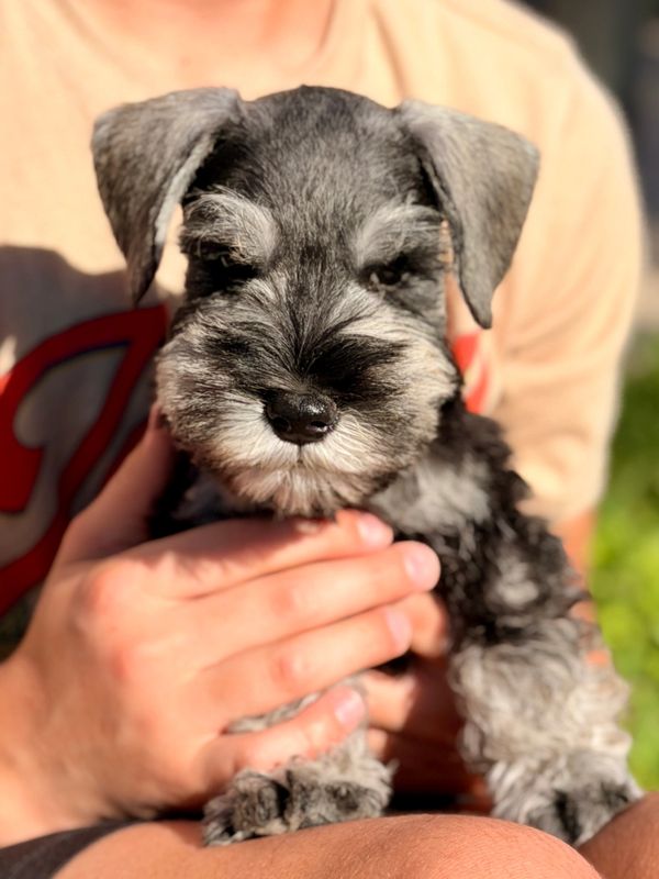Close-up of a small, fluffy Schnauzer puppy being gently held.