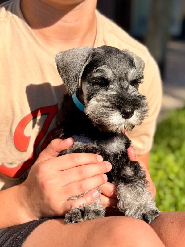 A small schnauzer puppy with a blue collar sitting on a person's lap.