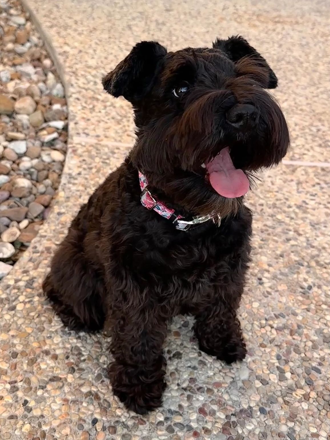Happy black dog sitting on a pebble pathway with tongue out.