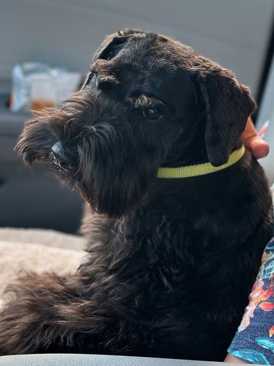 A black dog with a yellow collar sitting indoors, looking attentive.