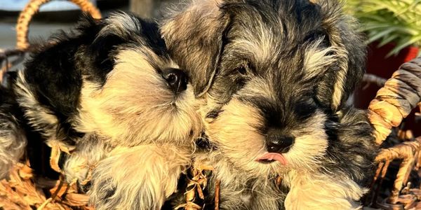 Miniature Schnauzer Puppies from Rubybonnet