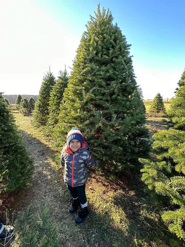 SWAN'S CHRISTMAS TREE FARM