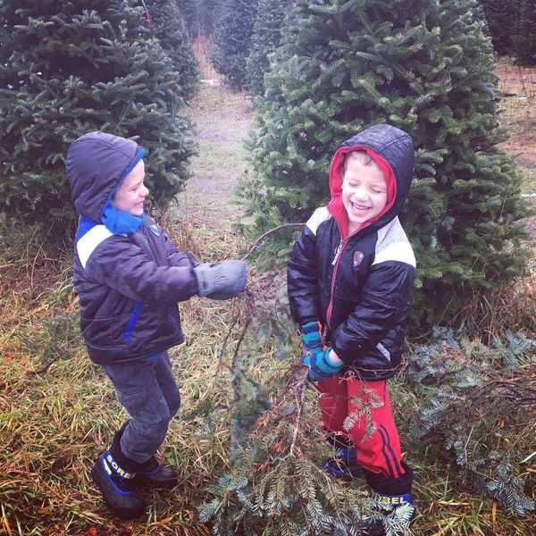 SWAN'S CHRISTMAS TREE FARM