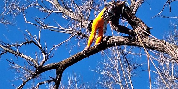 Worker in safety gear climbing a tree against a clear blue sky.