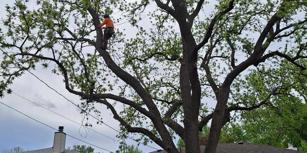 A worker climbs a tall tree wearing safety gear and an orange shirt.