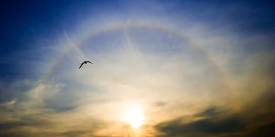 An incredible rainbow with a bird flying by.