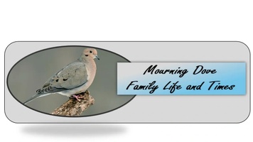 Mourning Dove - 
Family Life & Times
Happy Birthday Dad (14 Feb 2