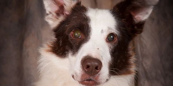 Grateful Hearts Senior Dog Rescue in Chillicothe, Ohio