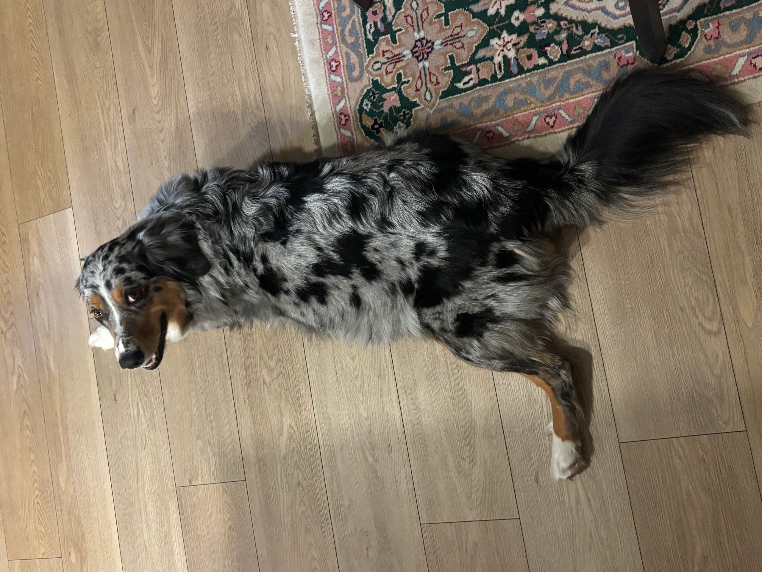 New litter coming Easter Weekend. Ready for new homes mid June 2026
