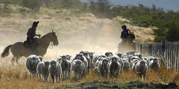Two riders on horseback herding a flock of sheep in a dusty field.