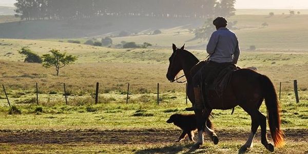 A person rides a horse accompanied by a dog in a sunlit rural landscape.