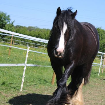 a black pony walking across a field