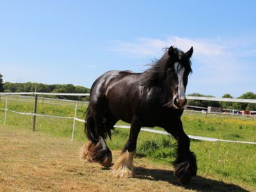a black horse trotting across a field