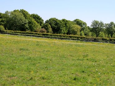 an open green field with blue sky and trees