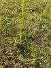 Nutsedge