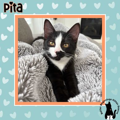 Have a Heart Cat Rescue: Save Lives with Every Adoption