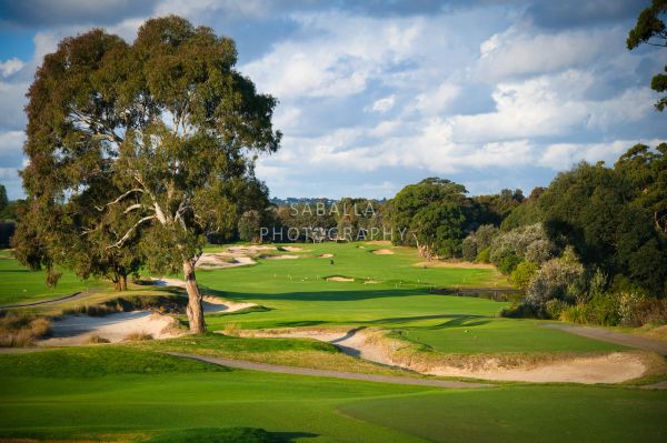Scenic golf course with large tree and bunkers.