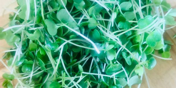 Fresh green microgreens with delicate stems and leaves.