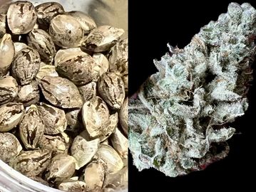 Medicinal Glue