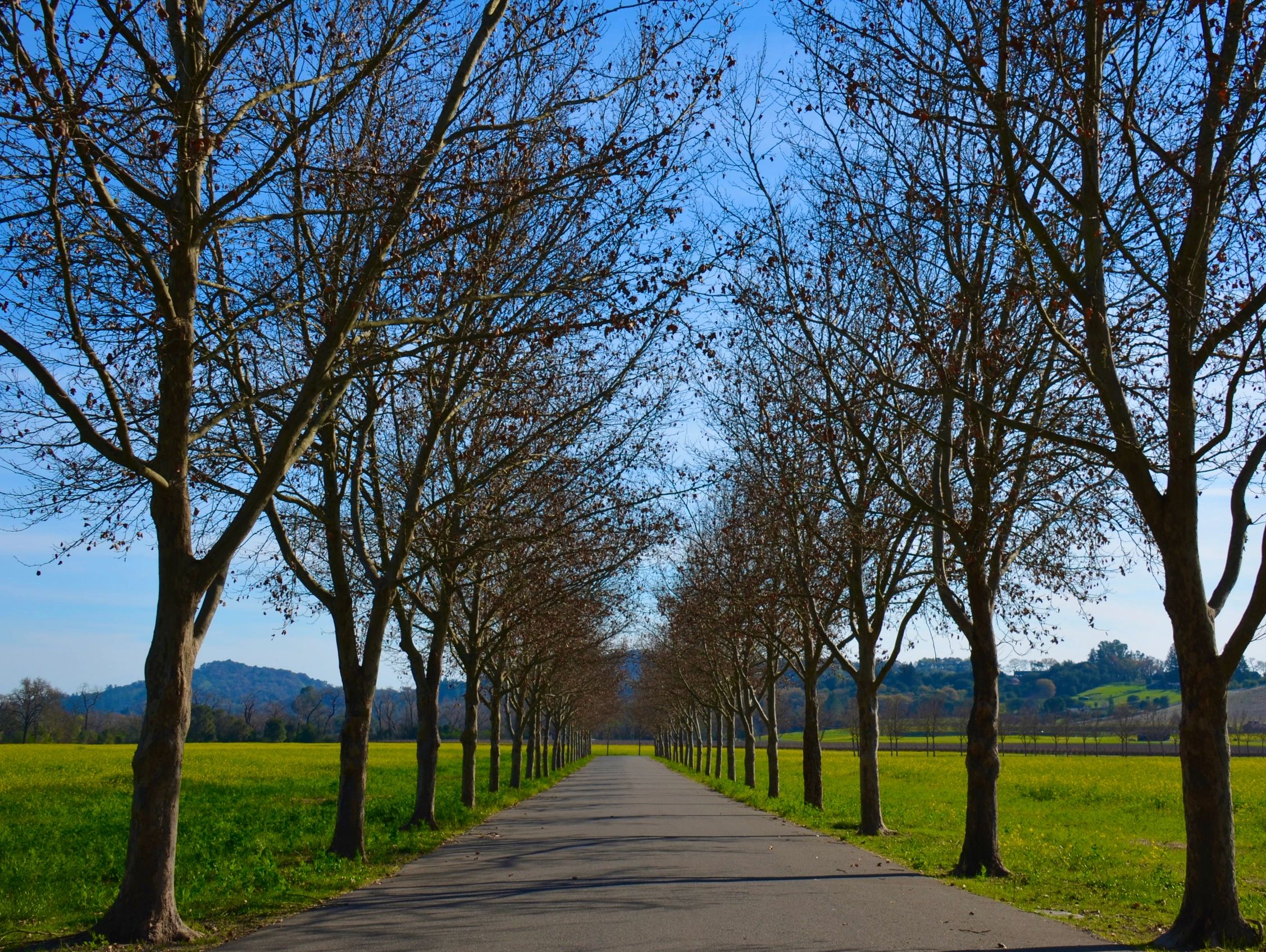Alexander Valley
Available on Canvas, Aluminum or Archival Paper