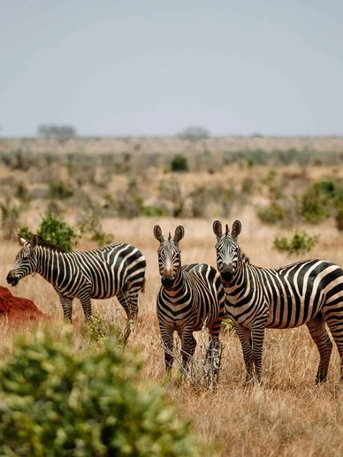 Three zebras in the African wilderness, a thrilling wildlife safari perfect for a friends' getaway.