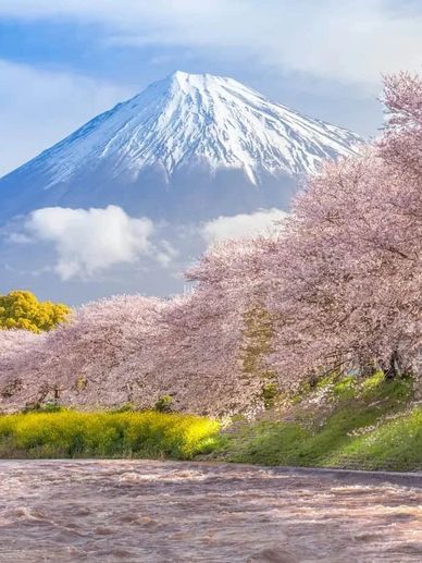 Mount Fuji framed by pink sakura flowers in Japan, a beautiful and family-friendly destination.